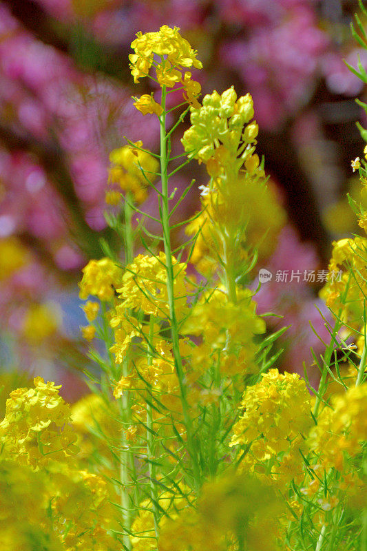 油菜花/油菜花与樱花背景